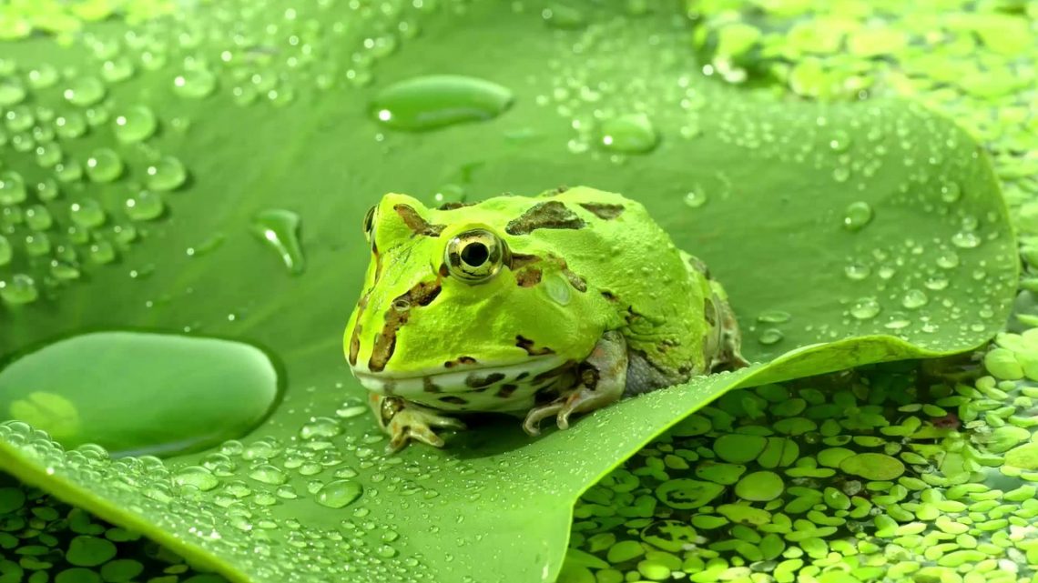 Les questions écologiques